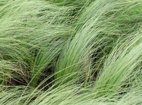 Kavyl péřovitý 'Angelhair' - Stipa tenuissima 'Angelhair'