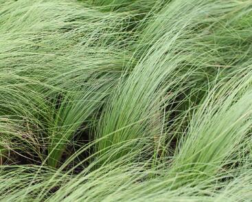 Kavyl péřovitý 'Angelhair'