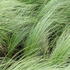 Stipa tenuissima 'Angelhair'_02.JPG