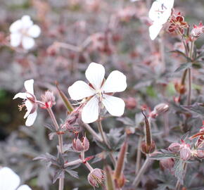 Kakost luční 'Midnight Ghost' - Geranium pratense 'Midnight Ghost'