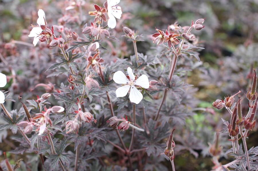 Kakost luční 'Midnight Ghost' - Geranium pratense 'Midnight Ghost'