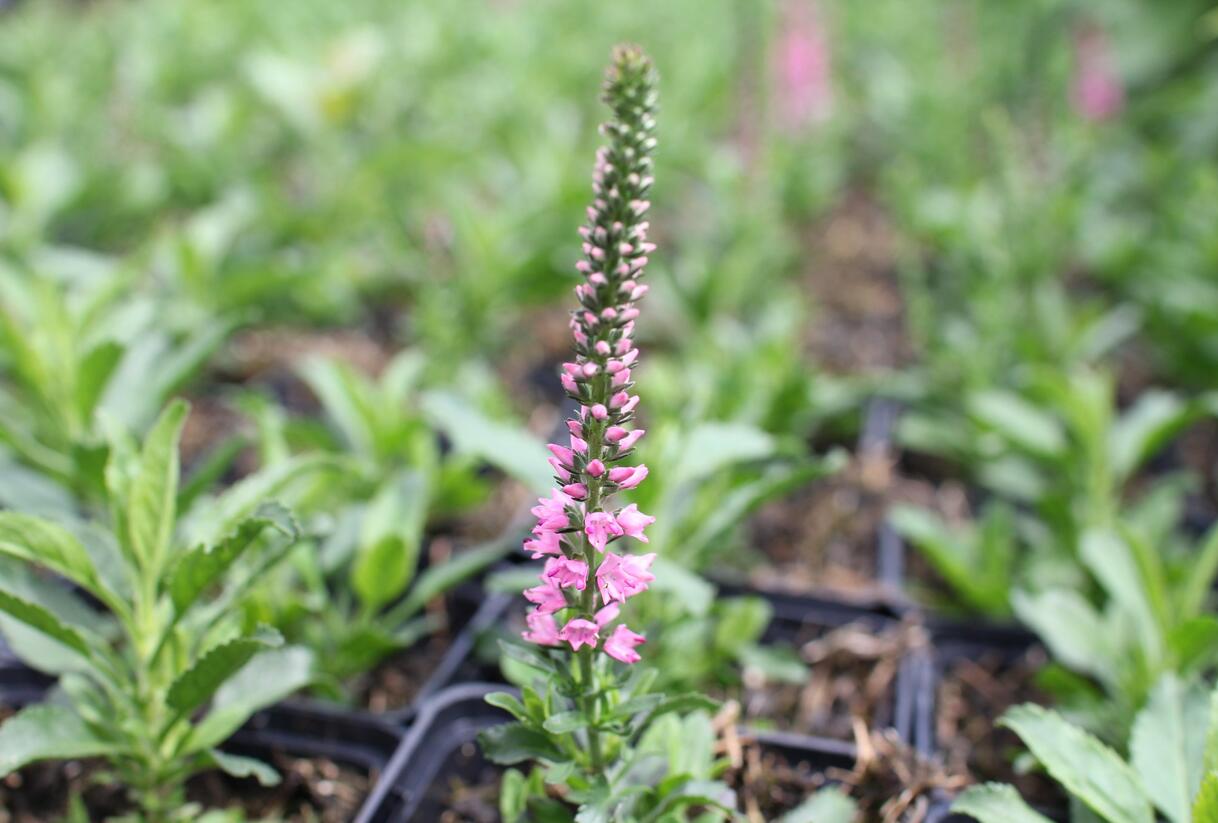 Rozrazil klasnatý 'Candles Bubblegum' - Veronica spicata 'Candles Bubblegum'