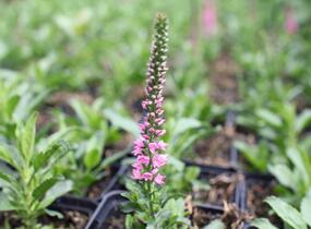 Rozrazil klasnatý 'Candles Bubblegum' - Veronica spicata 'Candles Bubblegum'
