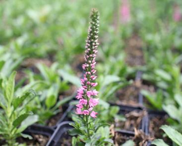 Rozrazil klasnatý 'Candles Bubblegum'