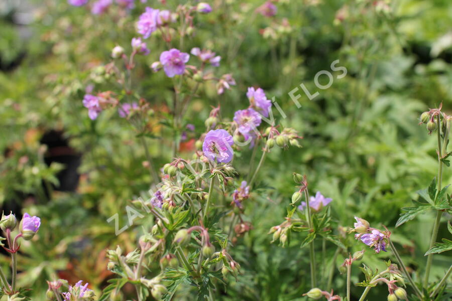Kakost luční 'Else Lacey' - Geranium pratense 'Else Lacey'