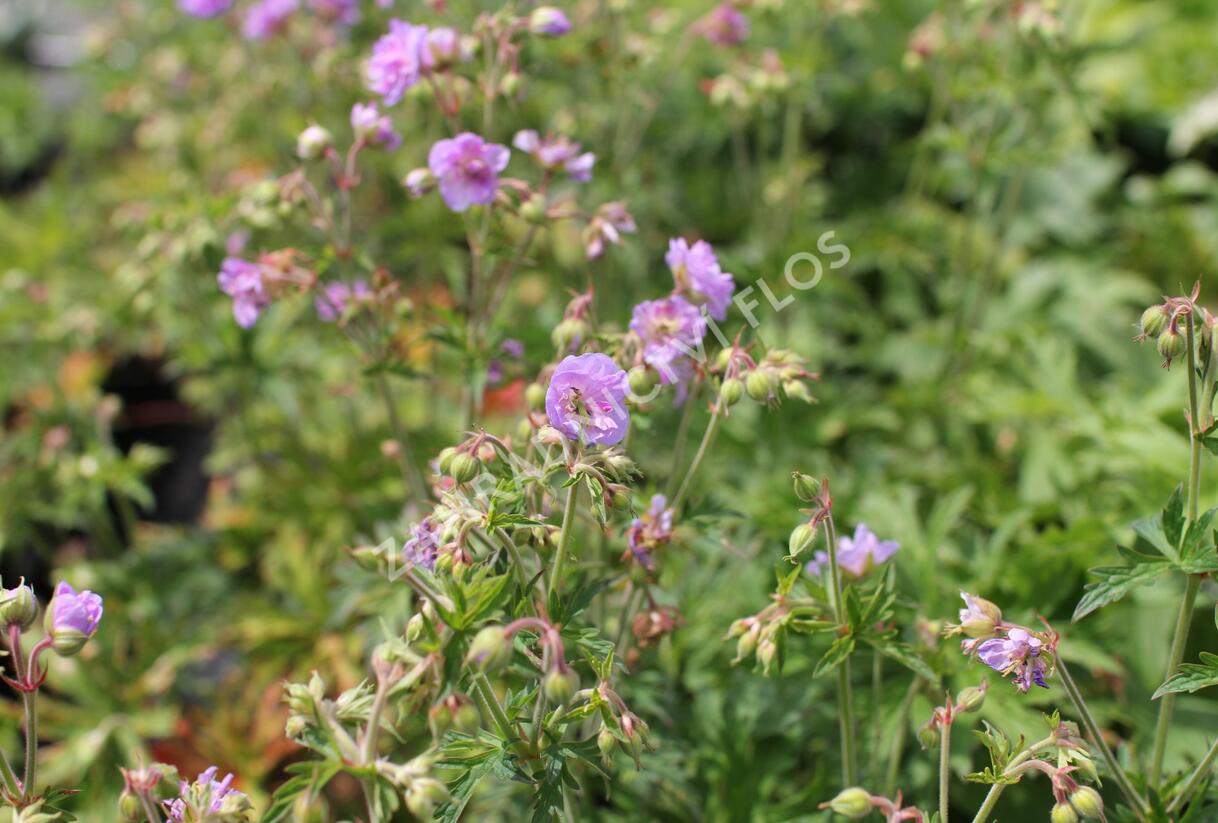 Kakost luční 'Else Lacey' - Geranium pratense 'Else Lacey'
