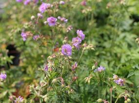 Kakost luční 'Else Lacey' - Geranium pratense 'Else Lacey'