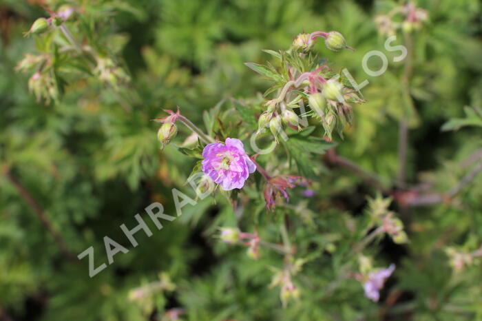 Kakost luční 'Else Lacey' - Geranium pratense 'Else Lacey'