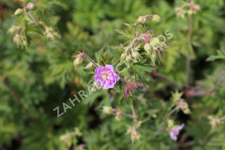 Kakost luční 'Else Lacey' - Geranium pratense 'Else Lacey'