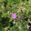 Kakost luční 'Else Lacey' - Geranium pratense 'Else Lacey'
