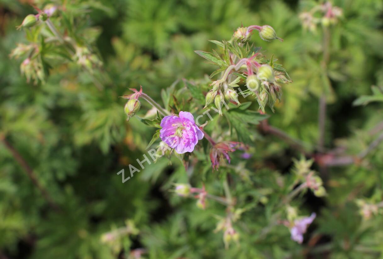 Kakost luční 'Else Lacey' - Geranium pratense 'Else Lacey'