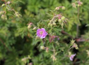 Kakost luční 'Else Lacey' - Geranium pratense 'Else Lacey'