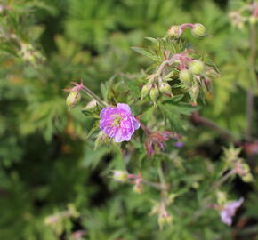 Kakost luční 'Else Lacey' - Geranium pratense 'Else Lacey'