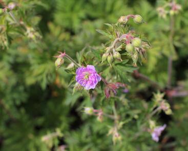 Kakost luční 'Else Lacey'