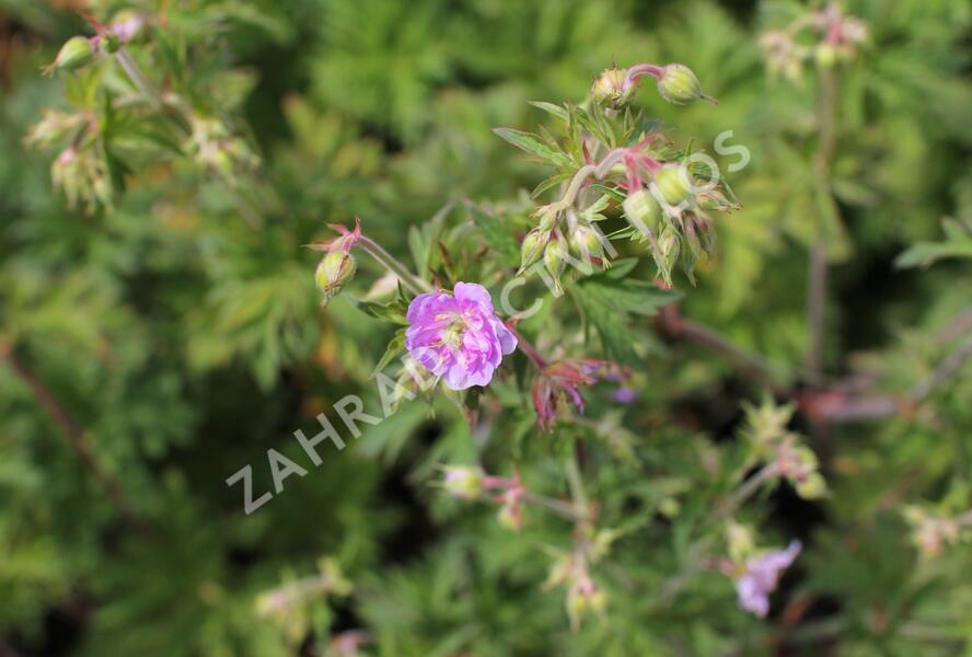 Kakost luční 'Else Lacey' - Geranium pratense 'Else Lacey'