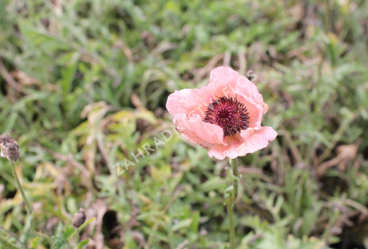 Mák východní 'Rose' - Papaver orientale 'Rose'