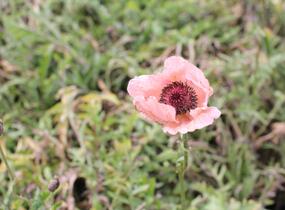 Mák východní 'Rose' - Papaver orientale 'Rose'