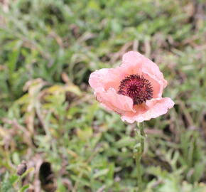 Mák východní 'Rose' - Papaver orientale 'Rose'
