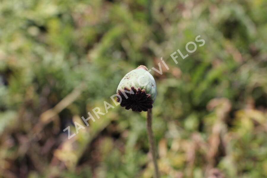 Mák východní 'Rose' - Papaver orientale 'Rose'