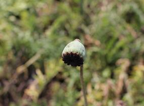 Mák východní 'Rose' - Papaver orientale 'Rose'