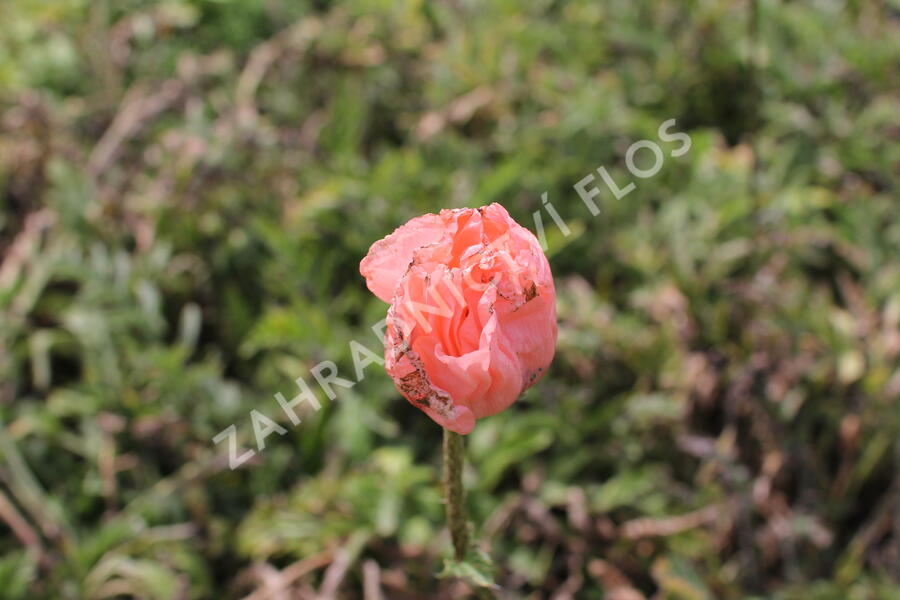 Mák východní 'Rose' - Papaver orientale 'Rose'