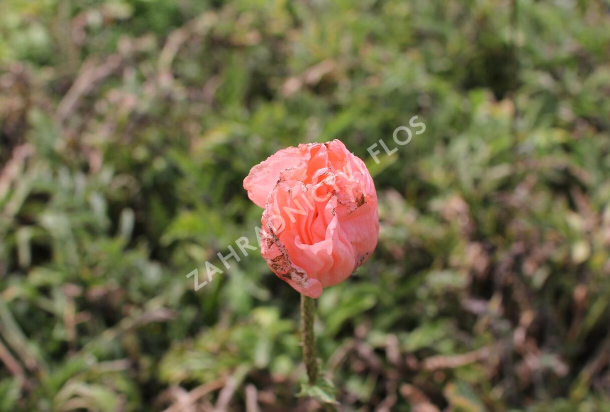 Mák východní 'Rose' - Papaver orientale 'Rose'