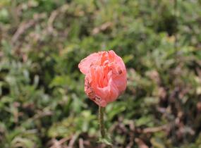 Mák východní 'Rose' - Papaver orientale 'Rose'