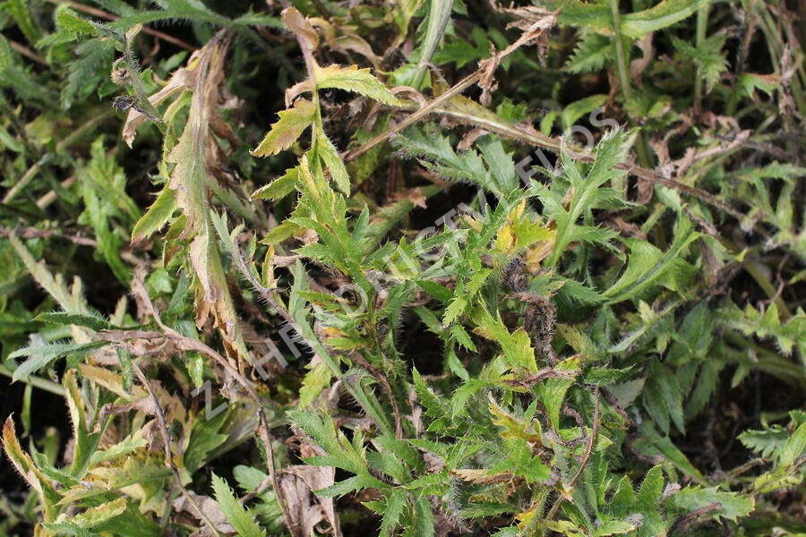 Mák východní 'Rose' - Papaver orientale 'Rose'