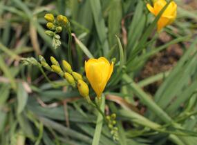 Frézie 'Yellow' double - Freesia 'Yellow'