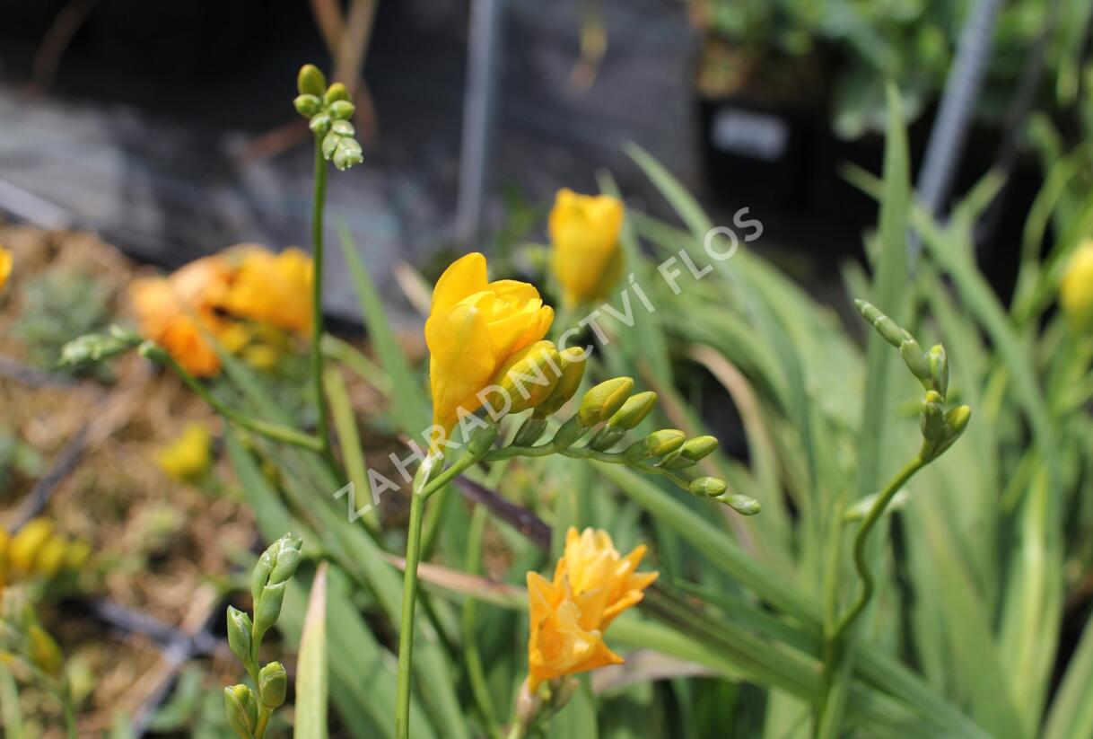 Frézie 'Yellow' double - Freesia 'Yellow'