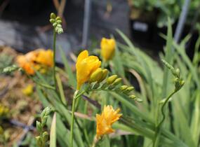 Frézie 'Yellow' double - Freesia 'Yellow'