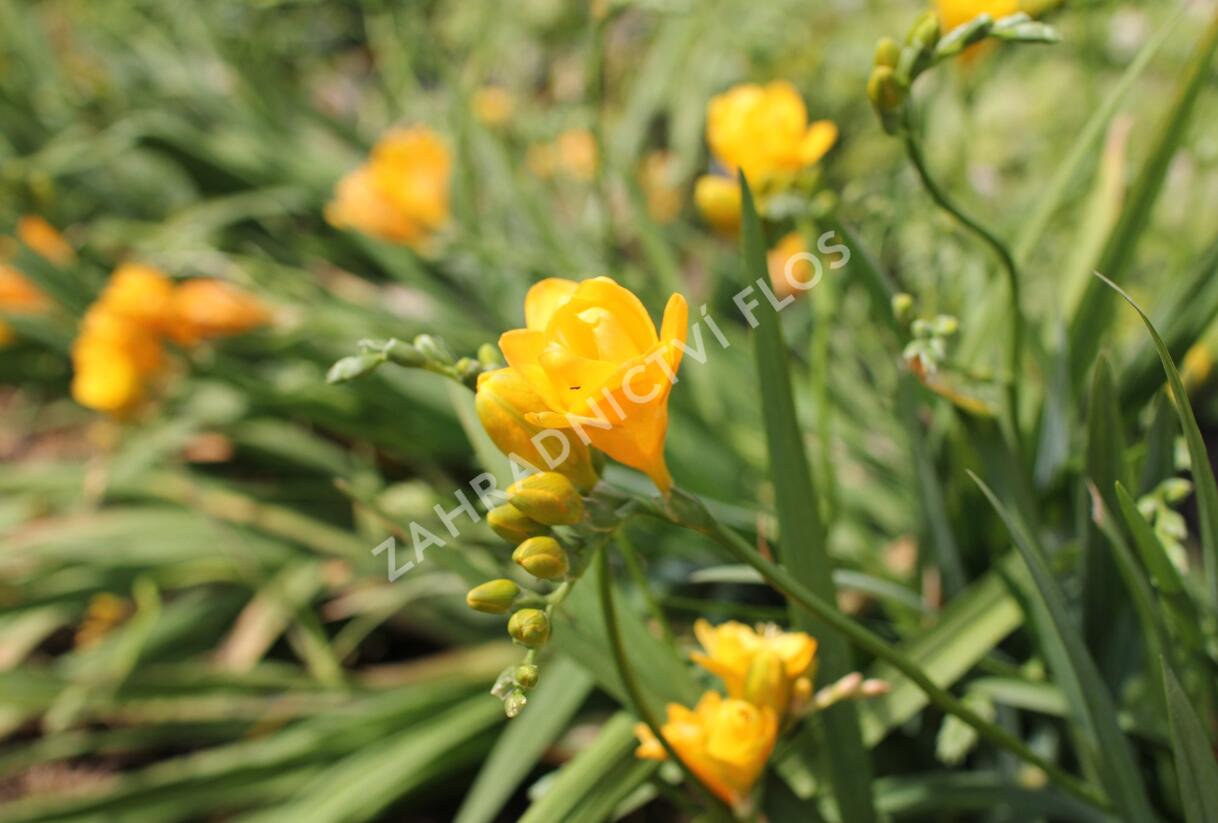 Frézie 'Yellow' double - Freesia 'Yellow'