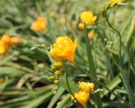 Frézie 'Yellow' double