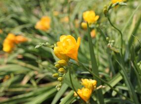 Frézie 'Yellow' double - Freesia 'Yellow'