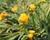 Frézie 'Yellow' double