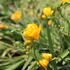 Freesia 'Yellow'.JPG
