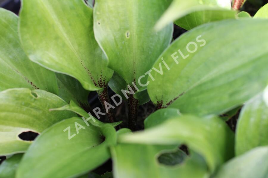 Bohyška 'Goosberry Sundae' - Hosta 'Goosberry Sundae'