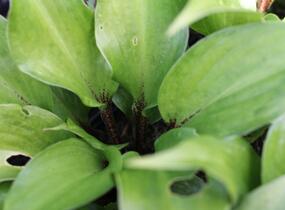 Bohyška 'Goosberry Sundae' - Hosta 'Goosberry Sundae'