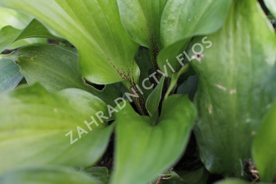Bohyška 'Goosberry Sundae' - Hosta 'Goosberry Sundae'