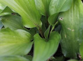 Bohyška 'Goosberry Sundae' - Hosta 'Goosberry Sundae'