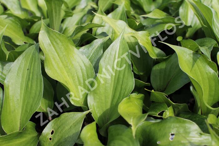 Bohyška 'Goosberry Sundae' - Hosta 'Goosberry Sundae'