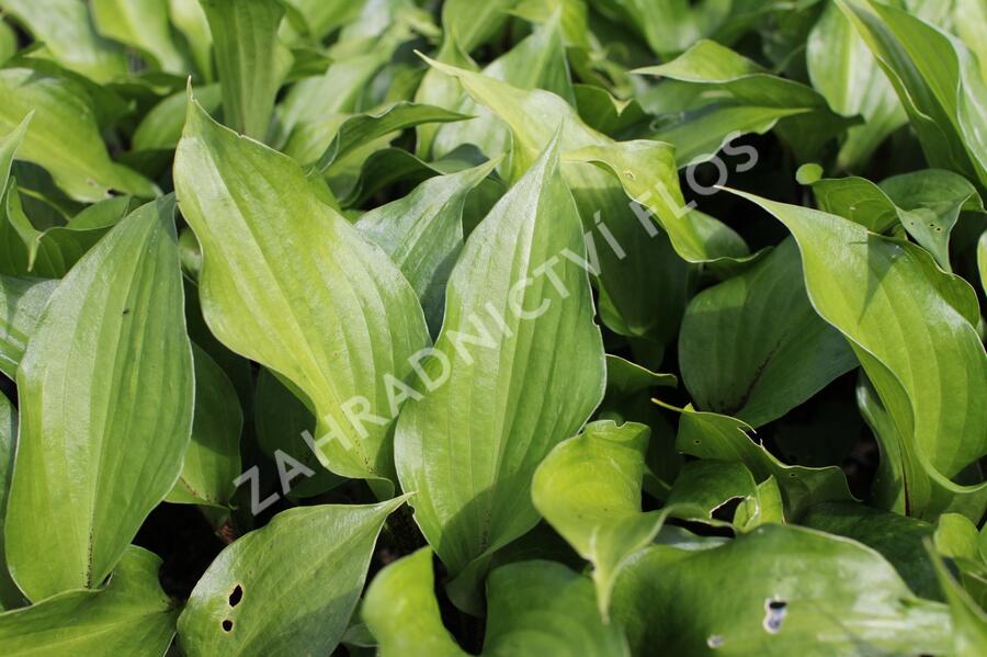 Bohyška 'Goosberry Sundae' - Hosta 'Goosberry Sundae'