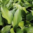 Bohyška 'Goosberry Sundae' - Hosta 'Goosberry Sundae'