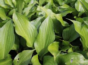 Bohyška 'Goosberry Sundae' - Hosta 'Goosberry Sundae'
