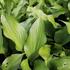 Hosta 'Goosberry Sundae'_03.JPG