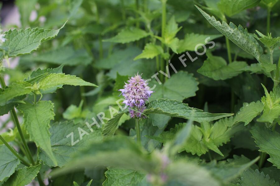 Agastache mexická 'Bavaria' - Agastache mexicana 'Bavaria'