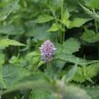 Agastache mexická 'Bavaria' - Agastache mexicana 'Bavaria'