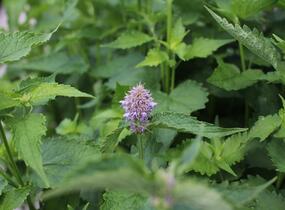 Agastache mexická 'Bavaria' - Agastache mexicana 'Bavaria'
