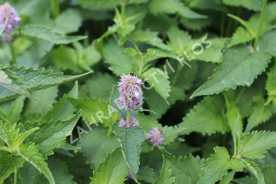 Agastache mexická 'Bavaria' - Agastache mexicana 'Bavaria'