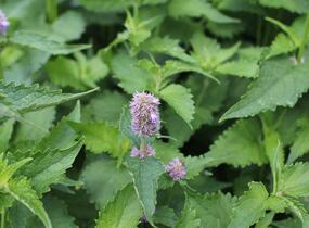 Agastache mexická 'Bavaria' - Agastache mexicana 'Bavaria'